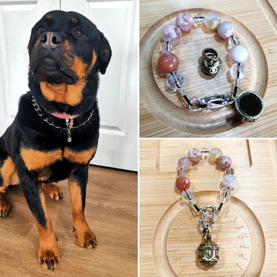 KFT-powered Pet Collection