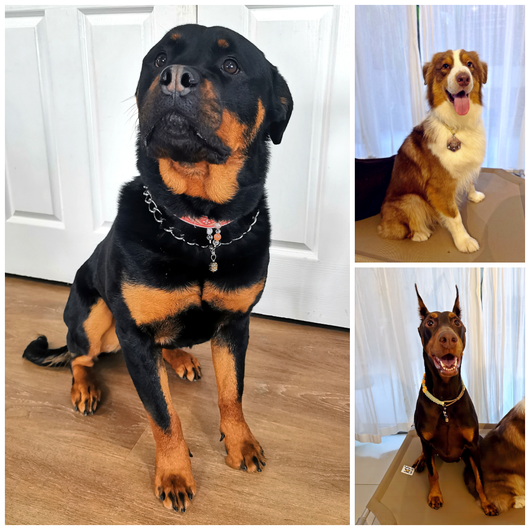 KFT-powered Pet Collection